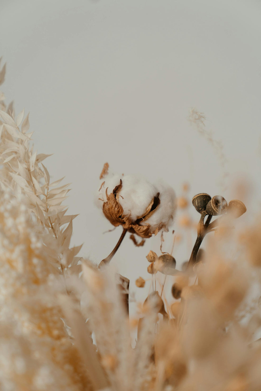 Close-up of a cotton stem in bloom at a cotton farm, with blurred background fields