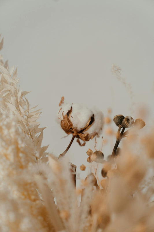 Close-up of a cotton stem in bloom at a cotton farm, with blurred background fields