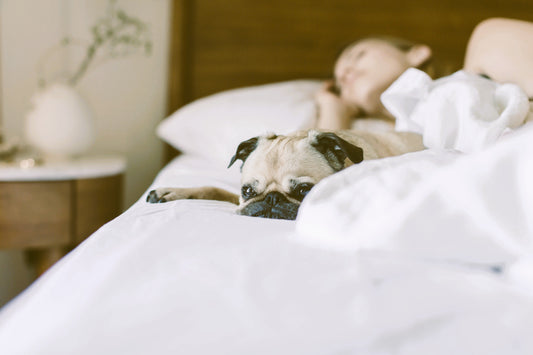 Pug resting on white linen bedding with woman sleeping in background — cozy sustainable quilt scene