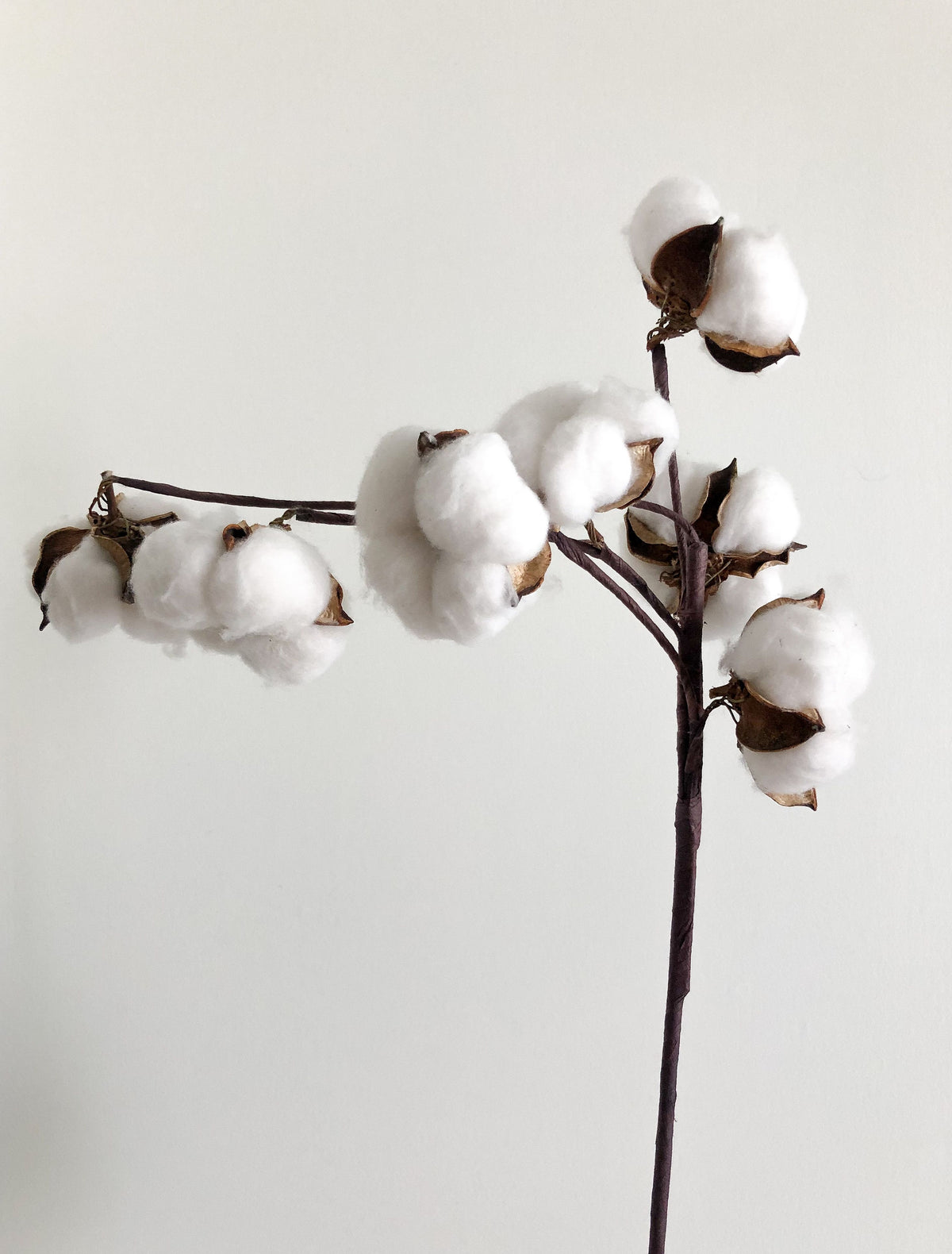 Cotton balls on a stem